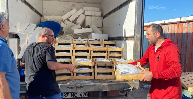 Sinop'ta Büyük Palamut Avı