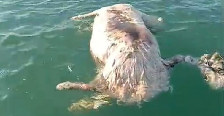 Sinop'ta Denizde Ölü İnek Bulundu