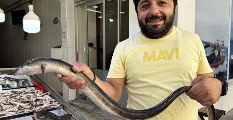 Sinop'ta Hamsi Avında Yılan Balığı Sürprizi