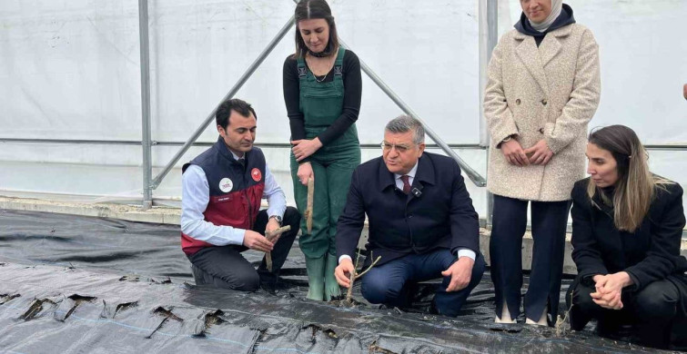 Sinop'ta IPARD Destekli Gül Fidanları Toprakla Buluştu