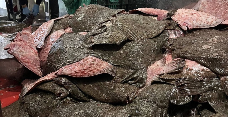 Sinop'ta Kaçak Avlanan 491 Kalkan Balığına El Konuldu