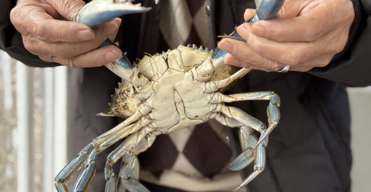 Sinop'ta Nadir Görülen Mavi Yengeç Avlandı