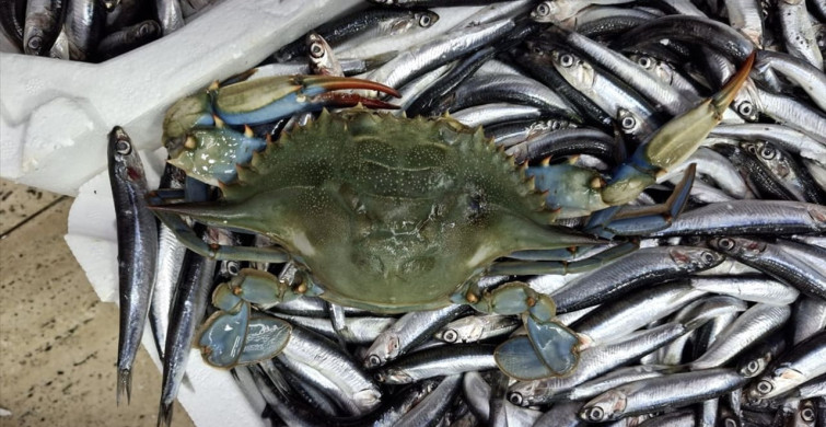 Sinop'ta Nadir Görülen Mavi Yengeçler Avlandı