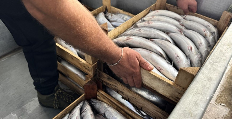 Sinop'ta Palamut Avı Rekoru