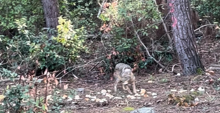 Sinop'ta Yaban Hayatı: Çakalın Ekmeği Kapma Anı