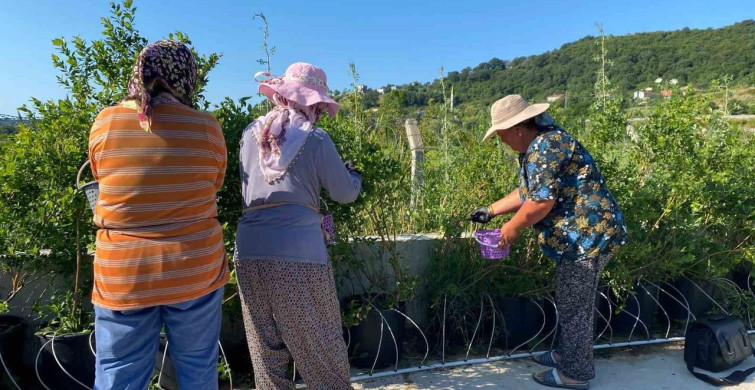 Sinop'ta yaban mersini hasadı başladı