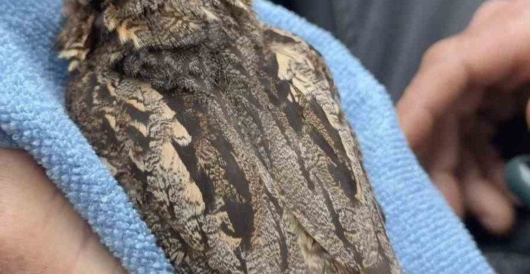 Sinop'ta Yaralı Çoban Aldatan Kuşun Tedavisi Başladı