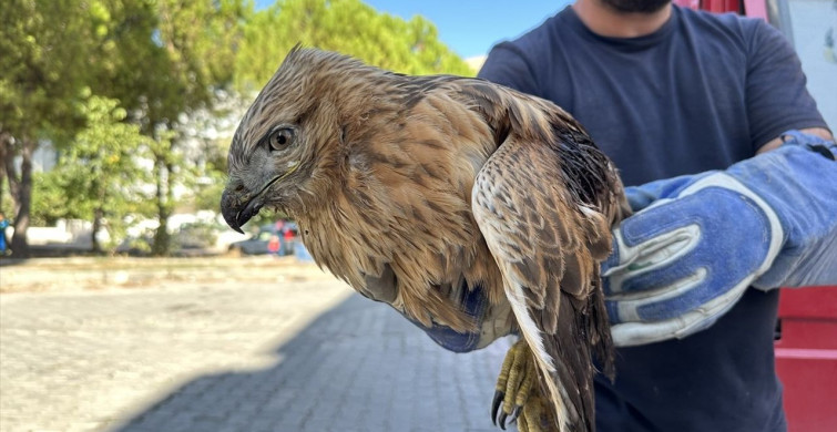 Sinop'ta Yaralı Kızıl Şahin  Tedavi Altına Alındı