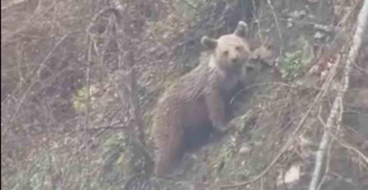 Sinop'ta Yavru Ayı Yolda Görüntülendi