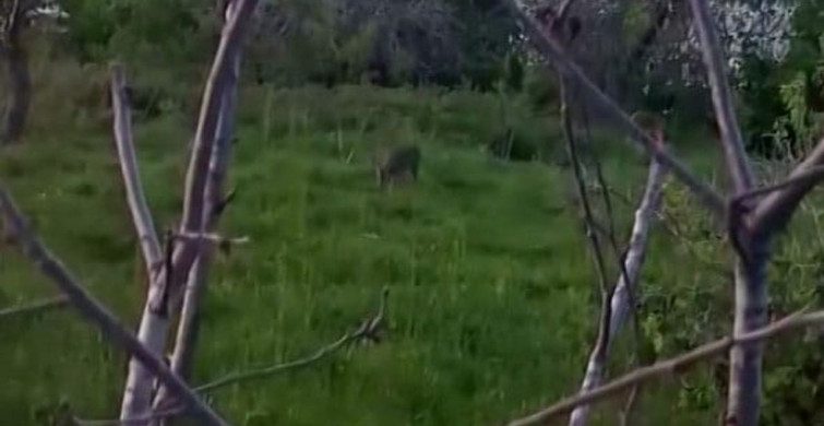 Sinop'ta Yavru Karaca Görüntülendi