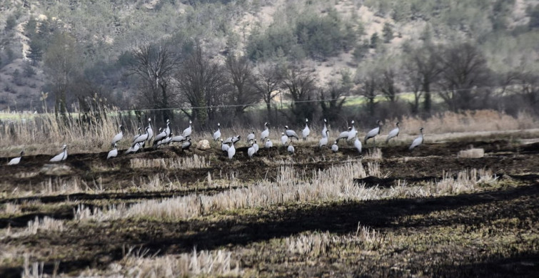 Sinop'taki Cuma Ovası'nda Mola Veren Göçmen Turnalar