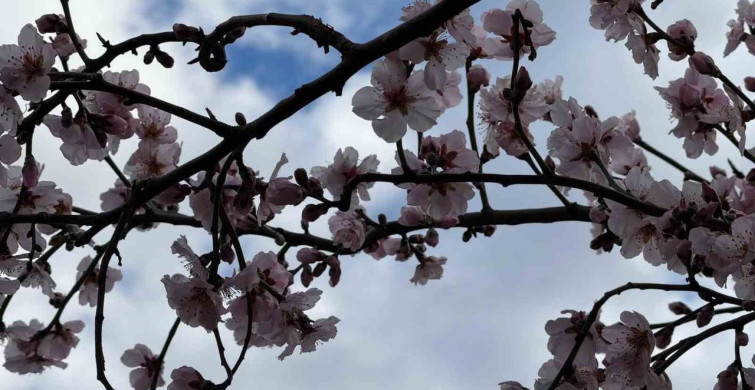 Şırnak'ta Badem Ağaçları Çiçek Açtı