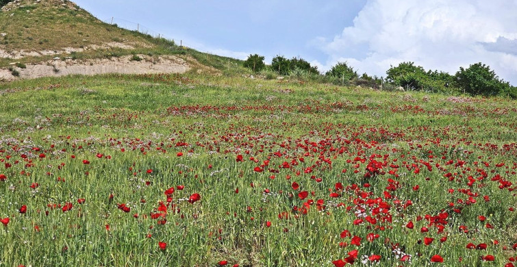 Şırnak’ta Gelincik Tarlasında Bahar Coşkusu