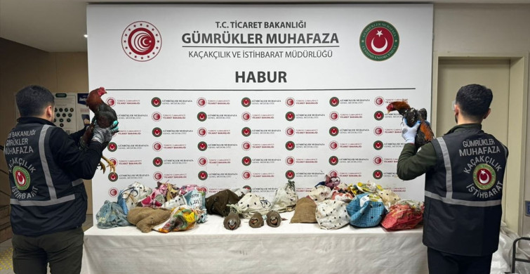 Şırnak'ta Kaçak Keklik ve Horoz Ele Geçirildi