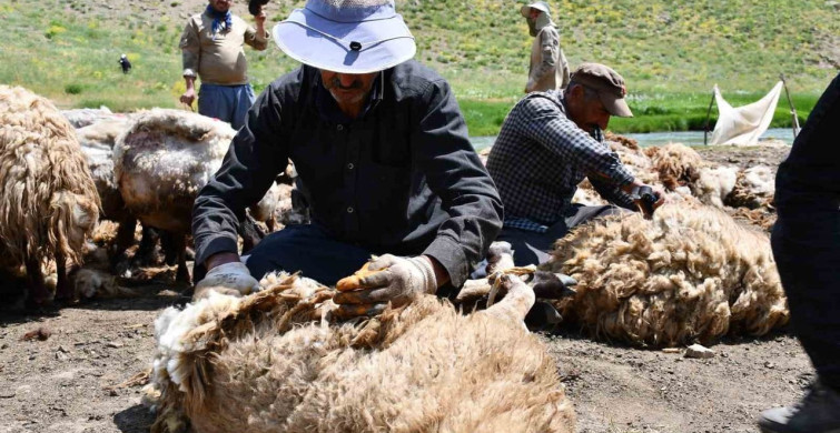 Şırnak’ta koyun kırkma mesaisi başladı
