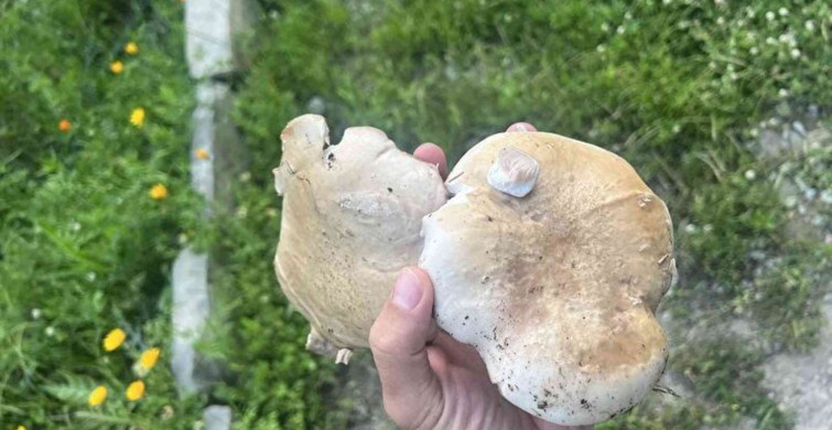 Şırnak’ta sadece14 gün yetişen mantarın kilosu 120 TL