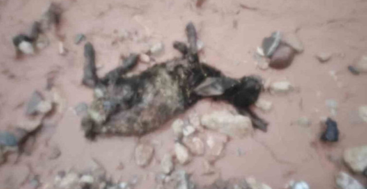 Şırnak'ta Sel, Göçerleri Zor Durumda Bıraktı