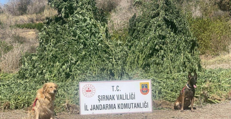 Şırnak'ta Uyuşturucu Operasyonu: 5 Gözaltı