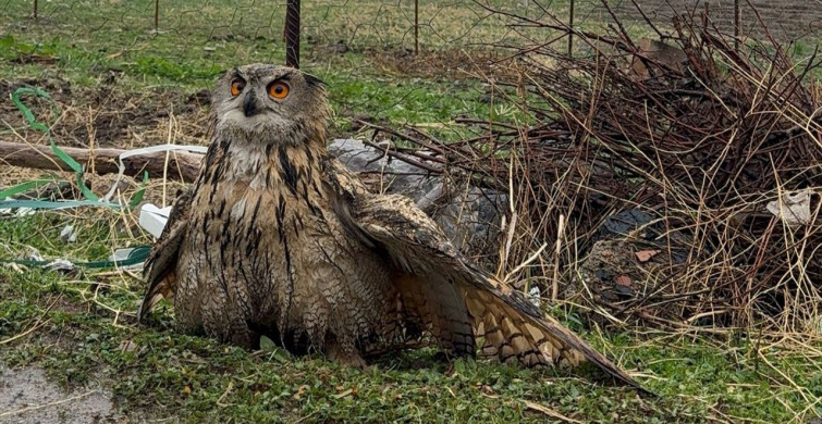 Şırnak'ta Yaralı Baykuş Tedavi Altına Alındı