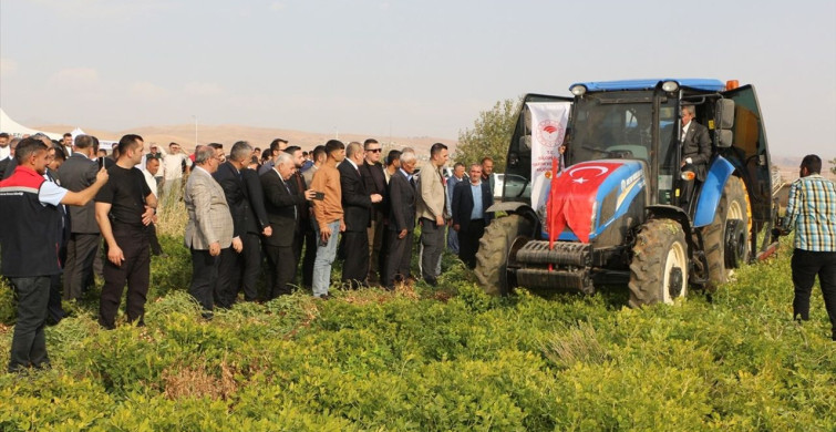 Şırnak'ta Yer Fıstığı Hasat Şenliği Coşkusu
