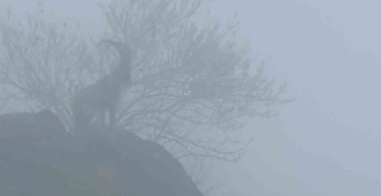 Sisli Havada Dağ Keçilerinin Görsel Şöleni