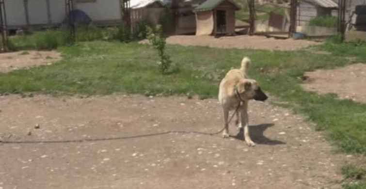 Sivas Kangalları: Dünyanın En Güçlü Çene Basıncına Sahip Köpek Irkı