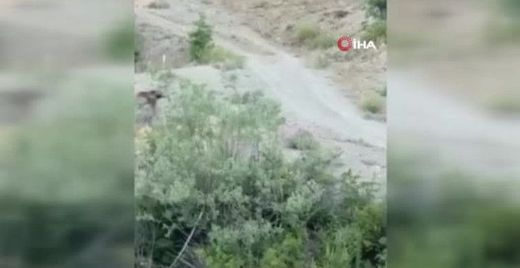 Sivas’ta anne ayı ve yavrusu cep telefonuyla görüntülendi