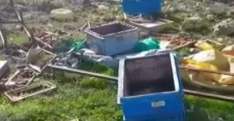Sivas'ta Ayı Arı Kovanlarına Saldırdı