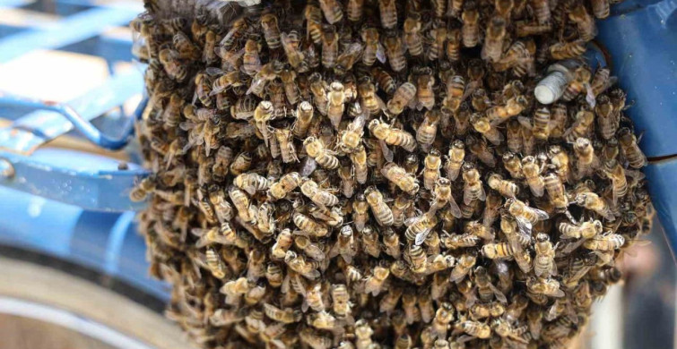 Sivas'ta bisiklet üzerine toplanan arılar merak uyandırdı