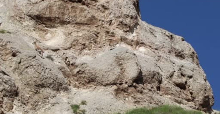 Sivas'ta Dağ Keçileri Kamere Yansıdı