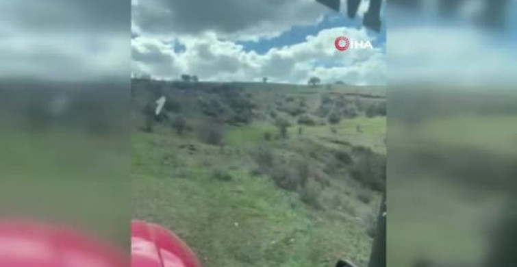 Sivas’ta Domuz Sürüsü Çiftçinin Kamerasında