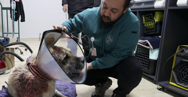 Sivas’ta Kangal Köpeği Tolo’nun Tümör Ameliyatı Başarıyla Gerçekleşti