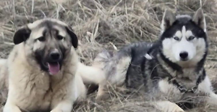 Sivas'ta Kangal ve Sibirya Kurdunun Düşünceleri: Hayvanlardan Barış Mesajı