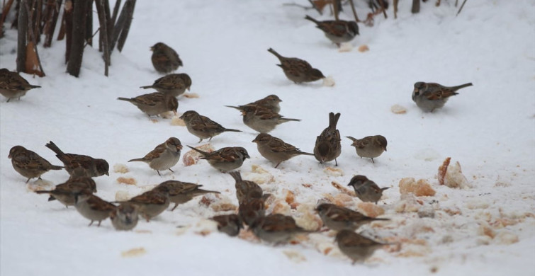 Sivas'ta Kar Yağışı ve Soğuk Hava Etkili