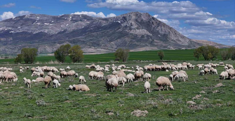 Sivas’ta resmi izinli ilk yabancı çobanlar göreve başladı