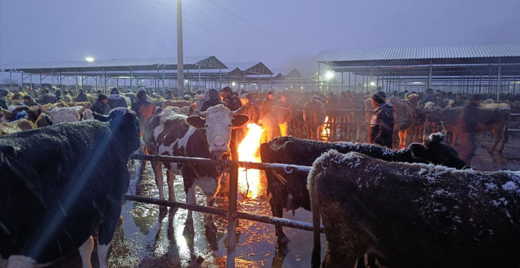 Sivas'ta Soğuk Hava Besicileri Vurdu