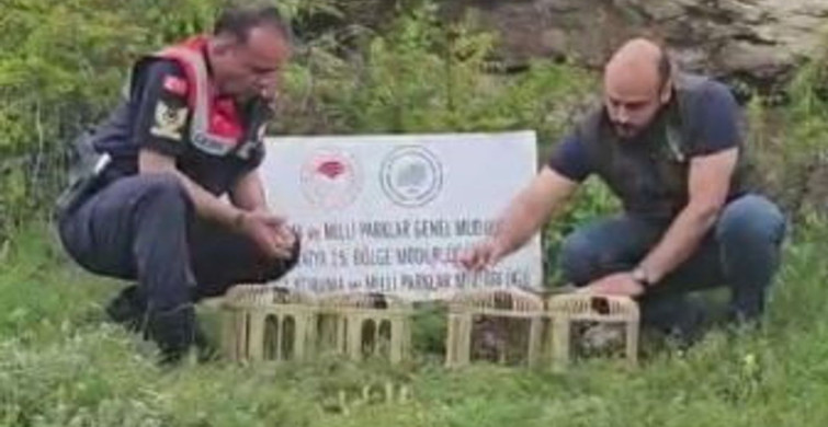 Sivas'ta Usulsüz Ele Geçirilen Keklikler Doğaya Salındı
