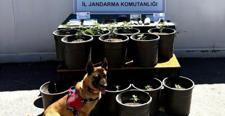 Sivas'ta uyuşturucu operasyonu: beş şüpheli yakalandı