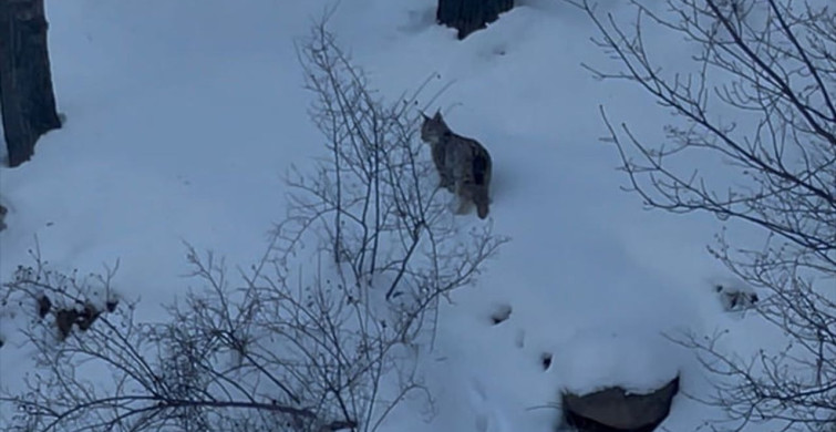 Sivas'ta Vaşak Yiyecek Ararken Görüntülendi