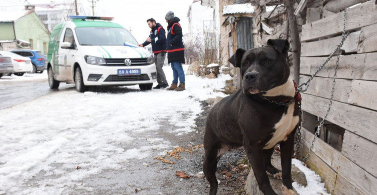 Sivas'ta Yasaklı Köpeği Gezdiren Gence 14 bin 982 TL Para Cezası Uygulandı