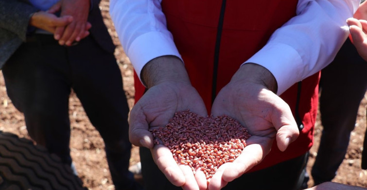 Sivas'ta Yerli Buğday ve Arpa Çeşitlerinde Deneme Ekimi Başladı
