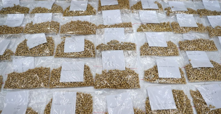 Sivas'ta Yerli Soya Tohumu Geliştirme Çalışmaları Tamamlandı
