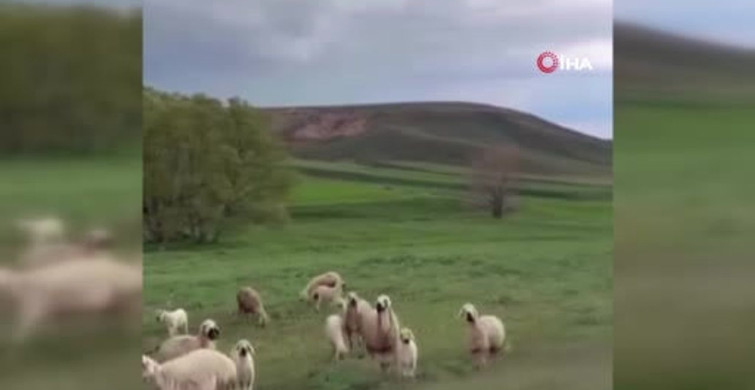 Sivas'ta Yıldırım İsabet Eden Çoban Hayatını Kaybetti