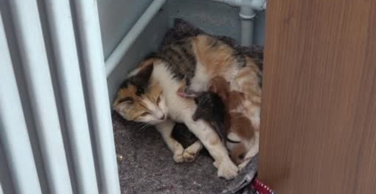 Sokak Kedisi ve Yavruları Sınıfın Yeni Misafirleri