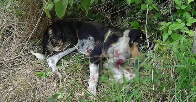 Sokak Köpeğini Av Tüfeğiyle Vurdular