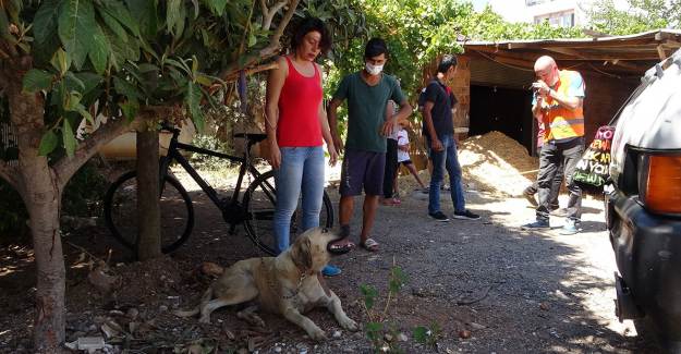 Sokak Köpeğini Taciz Eden Yaşlı Adam Gözaltına Alındı