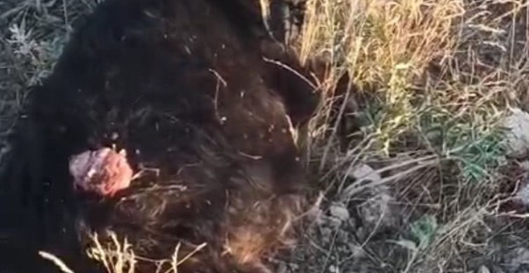 Sokak köpekleri sürüden ayrılan keçiye saldırdı