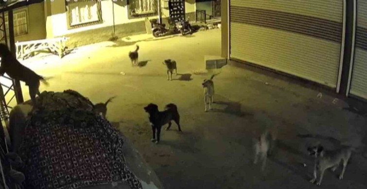 Sokak köpeklerinden korkan kedi, pencere demirine tırmandı