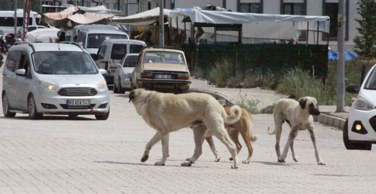 Sokak Köpeklerinin Saldırısı: 7 Yaşındaki Çocuğun Korku Dolu Anları