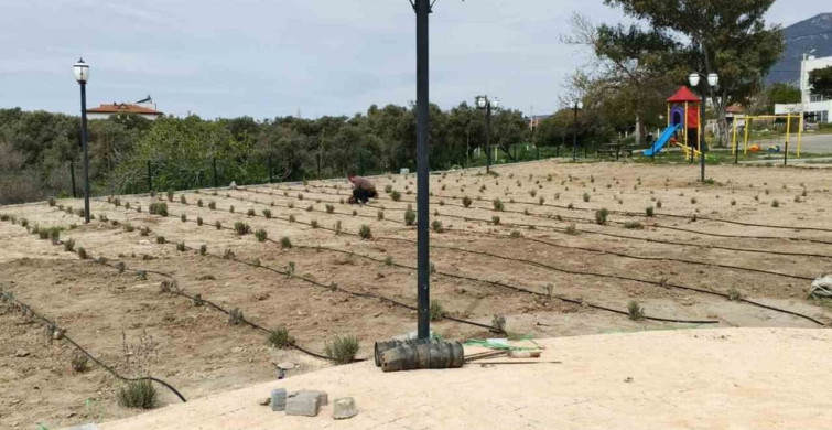 Söke Belediyesi'nden Yeşil Alan Seferberliği